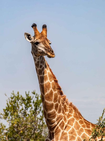 Sud-africa