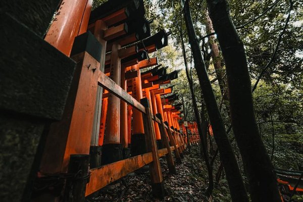 Path of red torii gates in the Fushimi Inari Shrine, surrounded by lush forest in Kyoto, Japan.