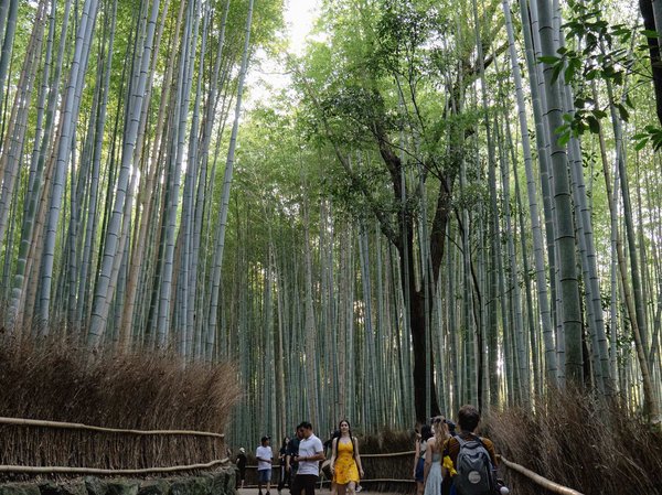 Arashiyama Bamboo Grove in Kyoto, featuring visitors walking along the scenic path.