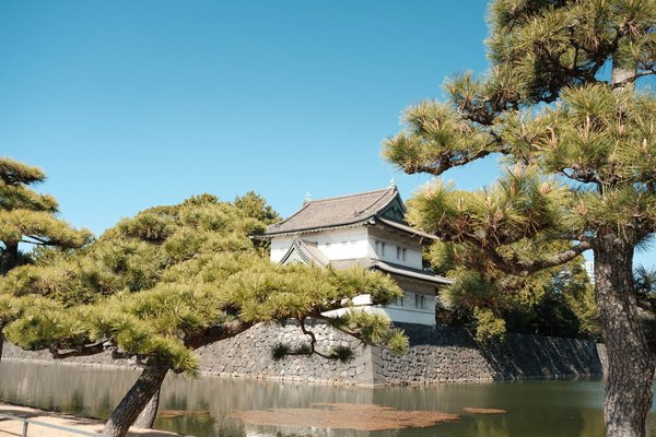 Nijo Castle in Kyoto with pine trees and moat, clear sky, and traditional Japanese architecture.