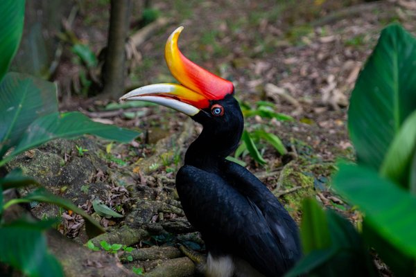 A rhinoceros hornbill in the greenery of Kuala Lumpur Bird Park, an iconic symbol of Malaysian wildlife.