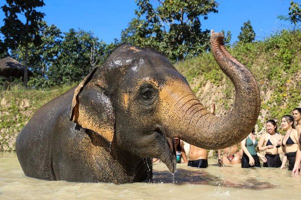 Elephant in an elephant village in Chiang Mai with visitors in a natural background.