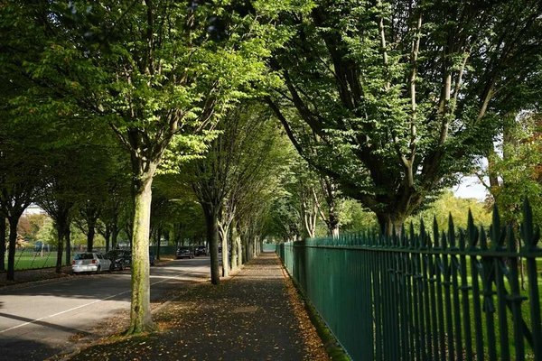 Tree-lined avenue with green fence and parked cars in Phoenix Park, Dublin.