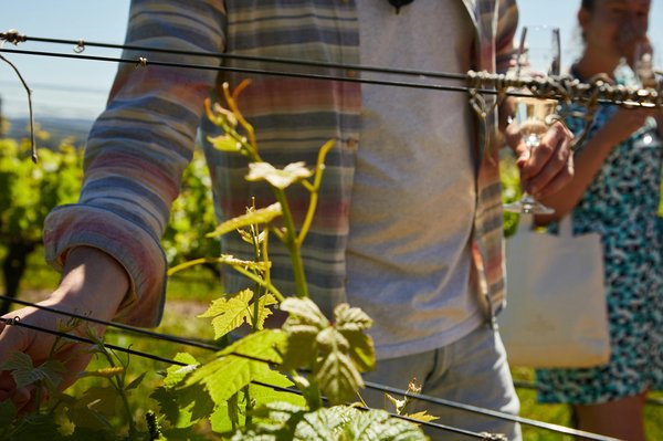 Wine tasting in a vineyard with green leaves and wine glasses on a sunny day.
