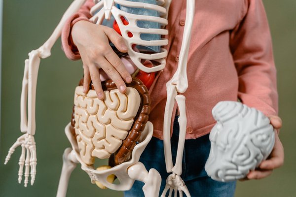 Un bambino osserva un modello anatomico dettagliato, parte della mostra Corporea sul corpo umano.