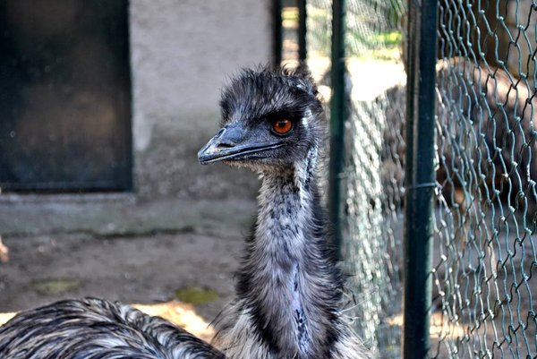 Primo piano di un emù in un recinto allo zoo di Napoli.