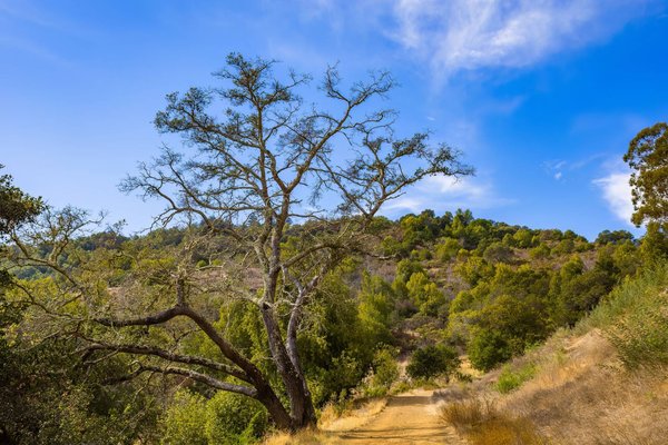 Un ampio sentiero sterrato attraversa una collina boscosa di querce, ideale per camminare o andare in bicicletta.