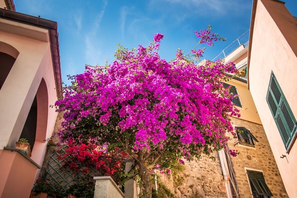 Vivid bougainvillea draping a courtyard, the garden setting of L'Antica Trattoria in Sorrento.