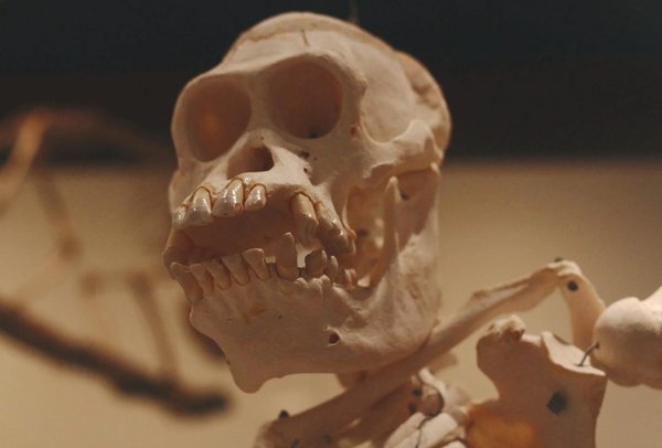 Primo piano di un cranio scheletrico esposto al Museo delle Cere Anatomiche di Bologna.
