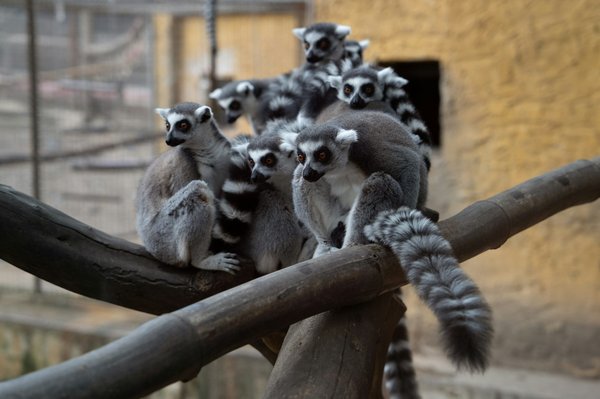 Lemuri dalla coda ad anelli appollaiati su un ramo in un recinto all'aperto dello zoo.