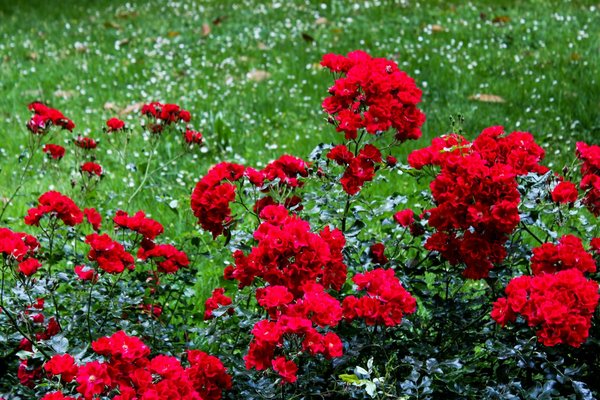 Fiori rossi vivaci in un giardino verde, rappresentano la natura e la tranquillità del Giardino della Guastalla a Milano.
