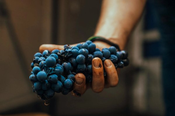 Close-up of a bunch of grapes held in hand, symbolizing a vineyard.