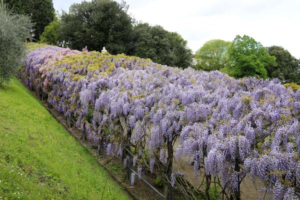 A pergola dripping with blooming purple wisteria at the Giardino Bardini in Florence.