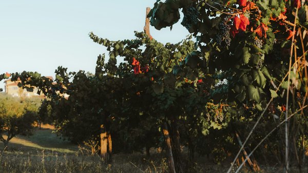 Ripe grape clusters on the vine at sunset in the Valpolicella hills near Verona.