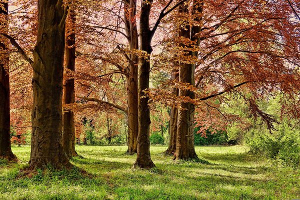 Alberi con foglie autunnali in un parco verde, Pavilniai Regional Park, Vilnius.