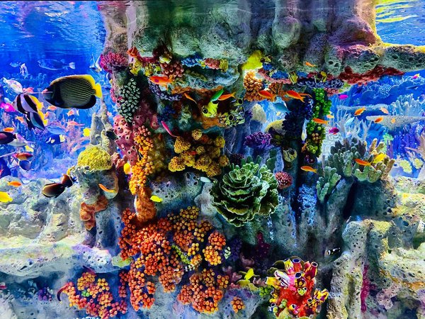Aquarium with colorful coral reef and tropical fish at the New England Aquarium in Boston.