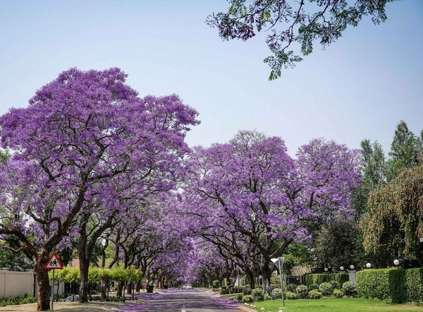 Strada alberata con jacarandá in fiore a Buenos Aires, cielo limpido e colori vivaci.