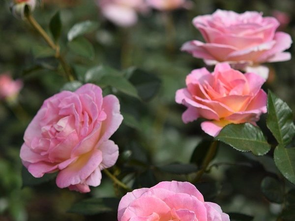 Rose rosa in fiore nel Rosedal di Palermo, Buenos Aires, circondate da foglie verdi.